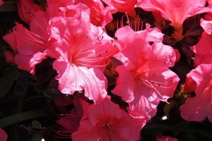 choosing flowers for a funeral service - azalea