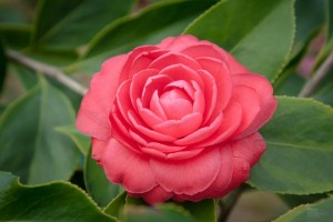 choosing flowers for a funeral service - camellia