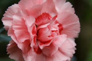 choosing flowers for a funeral service -carnation