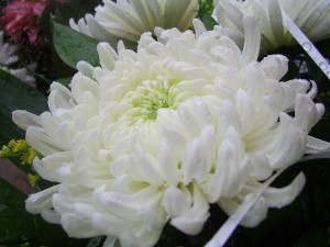 choosing flowers for a funeral service - chrysanthemum