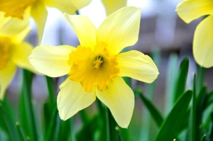choosing flowers for a funeral service - daffodil