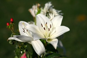 choosing flowers for a funeral service - lily