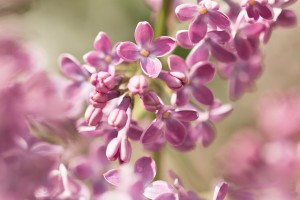 choosing flowers for a funeral service - lilac