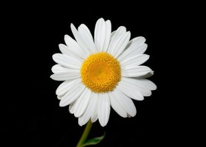 choosing flowers for a funeral service - daisy