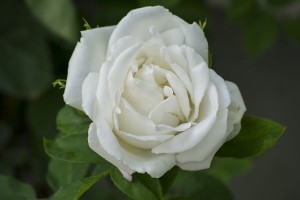 choosing flowers for a funeral service - white-rose