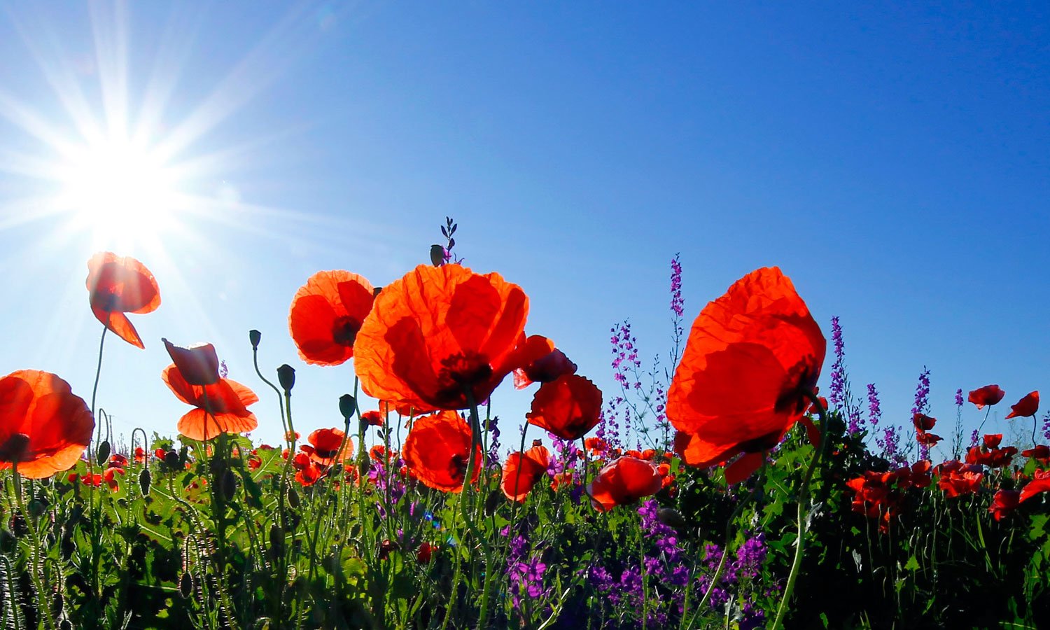 ANZAC Centenary Services In Ryde