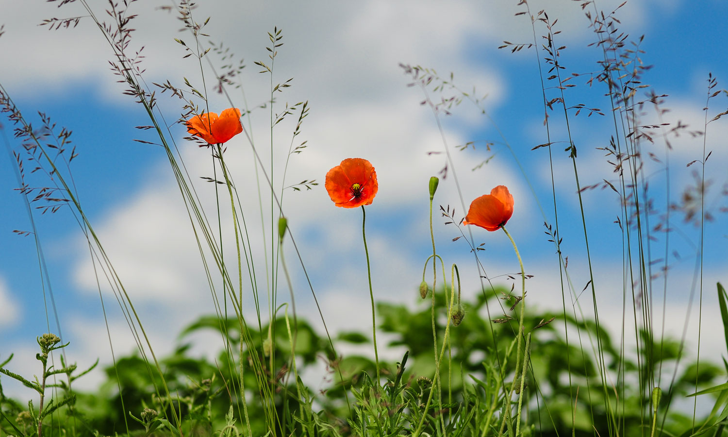 Poppy Knitting / Crocheting - A Ryde Community Highlight